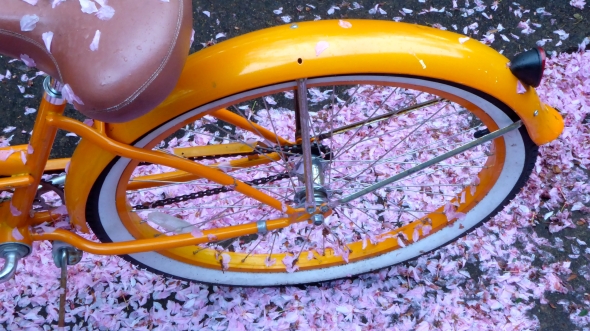 Orange bicycle and cherry petals on ground