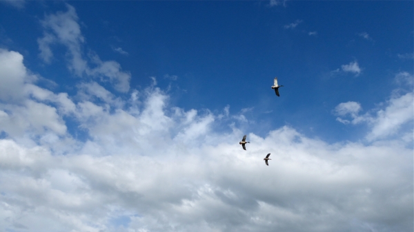 Three Mallards flying in blue sky with white fair0weather clouds