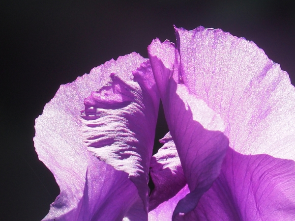 Backlit purple iris on black bacground