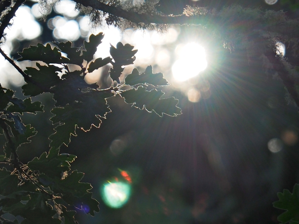 Backlit oak leaves and bright evening sun