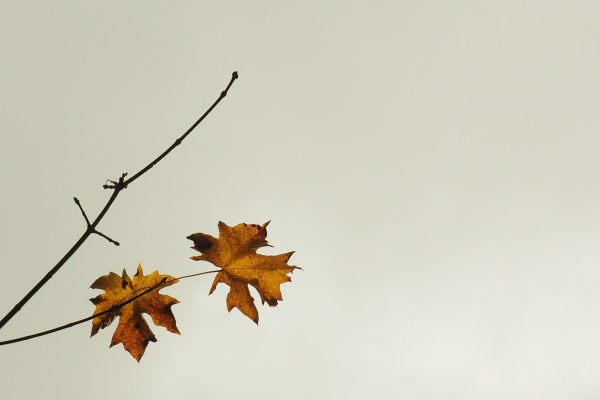 Two maple leaves and a bare branch