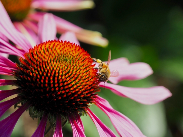 Bee on purple coneflower