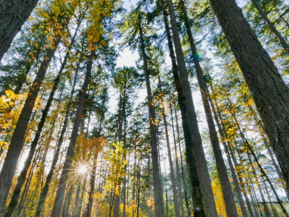 Forest of large trees with golden leaves and sunburst in background