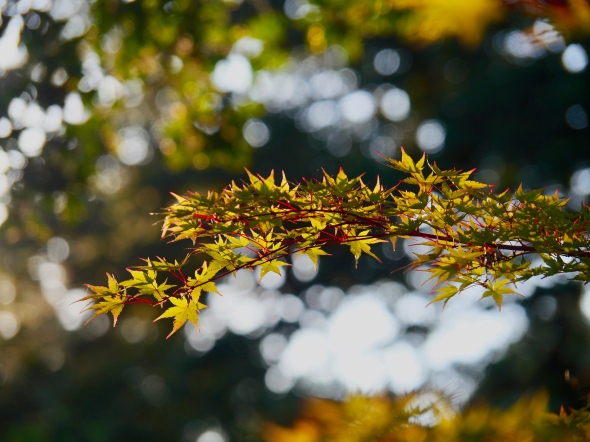 Maple leaves backlit bysun