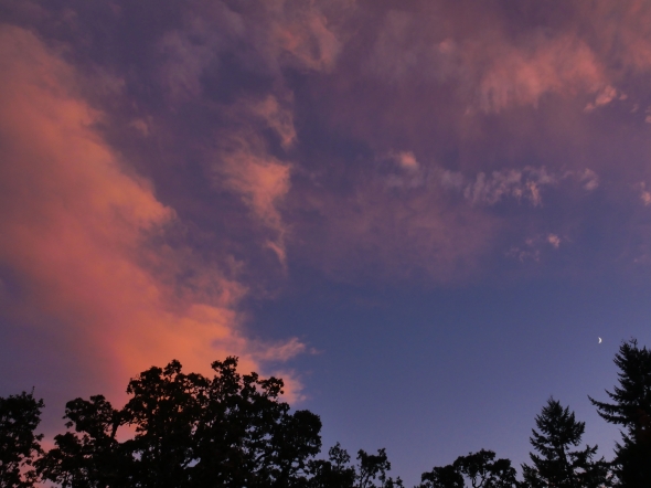 Crescent moon, sky with rosy clouds and silhouetted trees