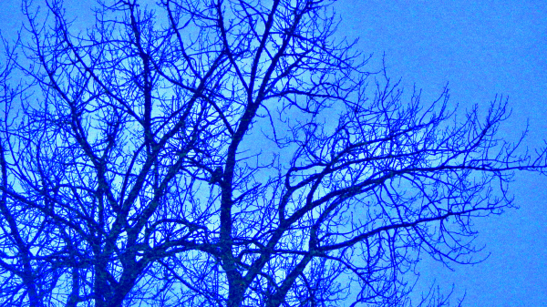 Bare tree and owl silhouette in blue