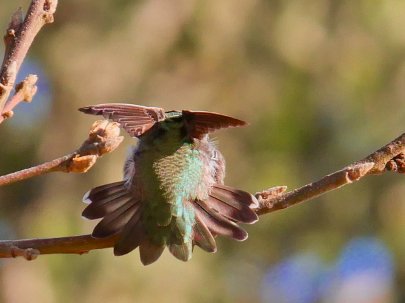 Hummingbird with wings up and tail spread