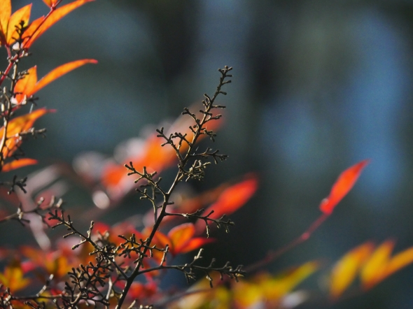 Bare twigs and orange leaves