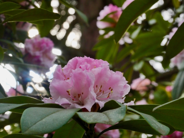 Pink rhododendron blossoms