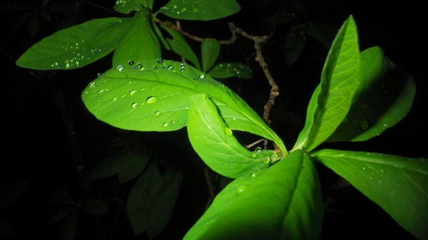 Green leaves and raindrops at night