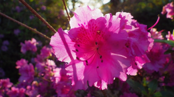 pink rhododendron blossoms