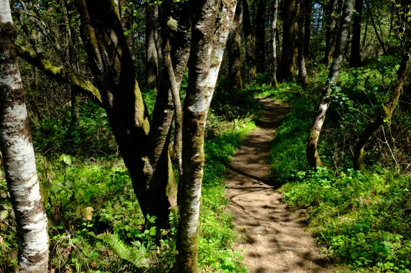 Trail through a forest