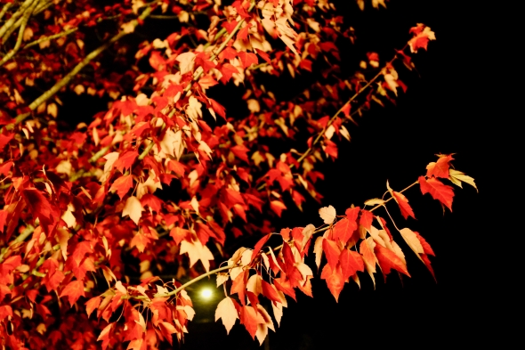 red maple tree in the dark