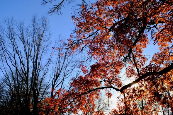 Red Oak in Autumn