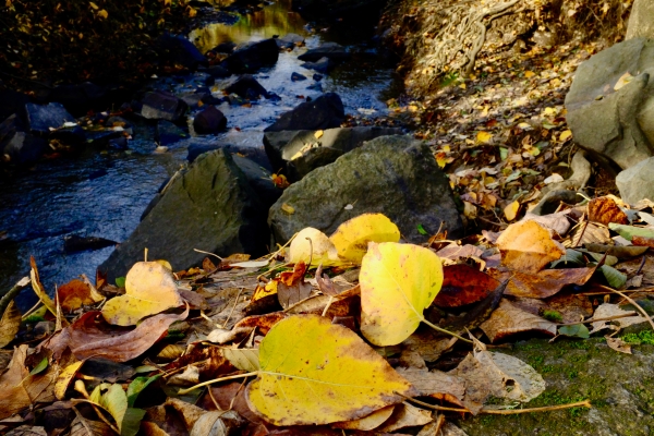 Autumn leaves and creek