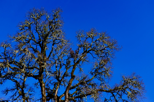 bare oak tree and blue sky