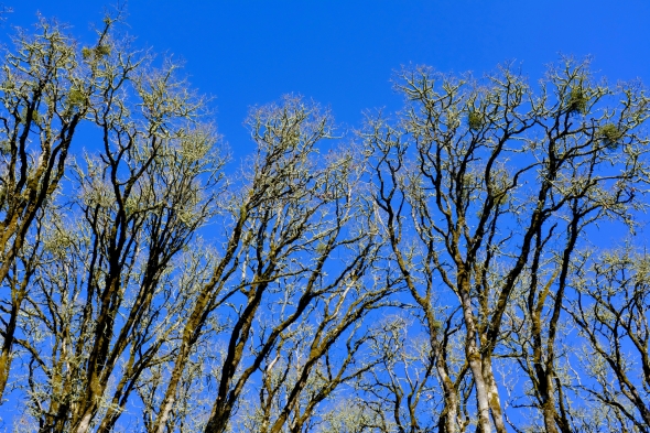 Bare oak trees and blue sky