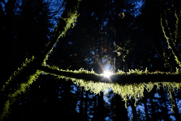 Lichen on tree branch backlit by sun
