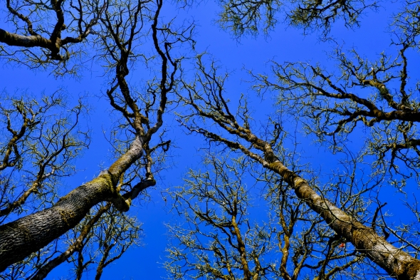 bare oak trees and blue sky