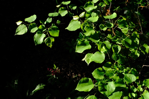 redbud leaves and shadows
