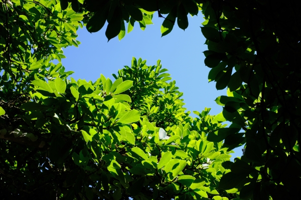 Magnolia leaves & sky