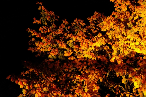 orange maple leaves at night