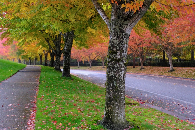 fall foliage on maples along street