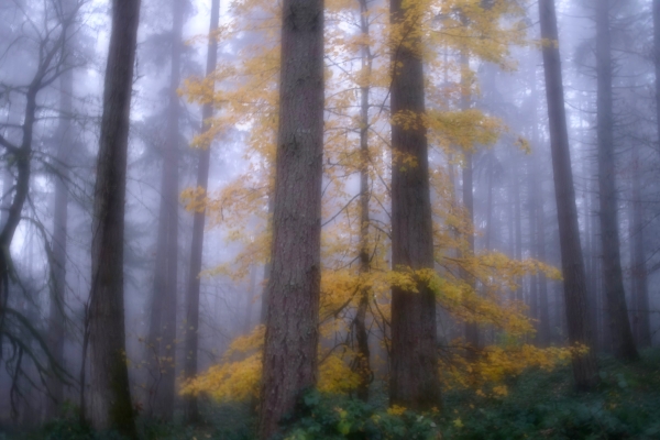Yellow maple leaves in foggy forest