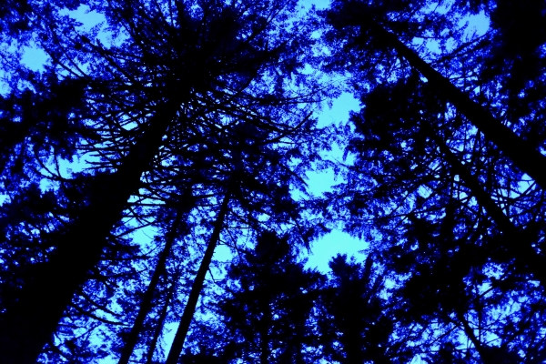 conifers in silhouette against sky