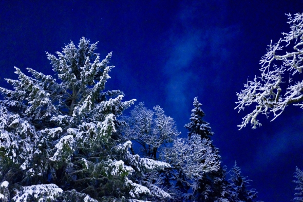 snowy trees and dark sky
