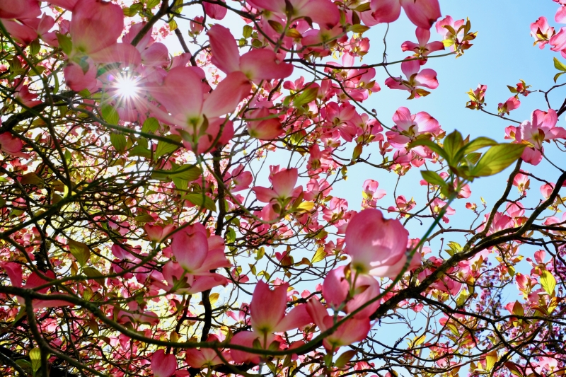 pink dogwood blossoms