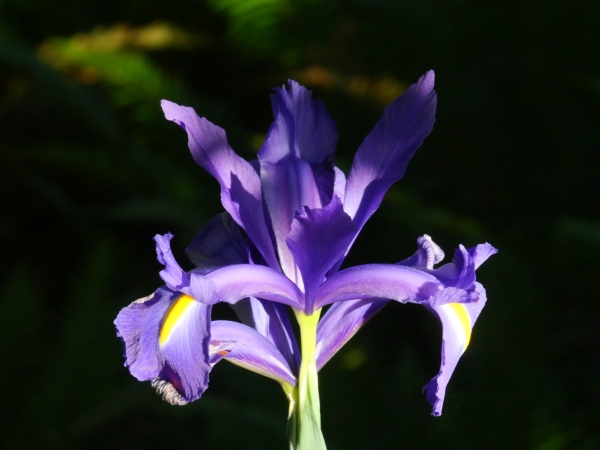 purple iris spotlit by sun