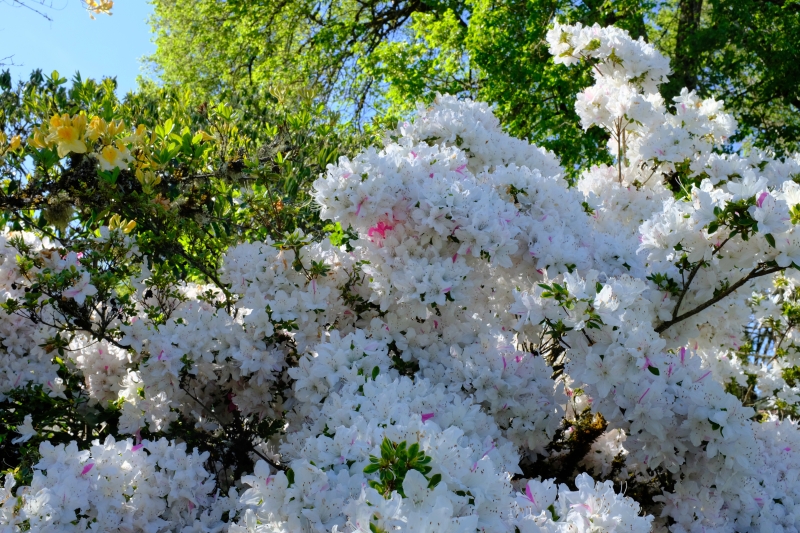 white rhododendron blossoms