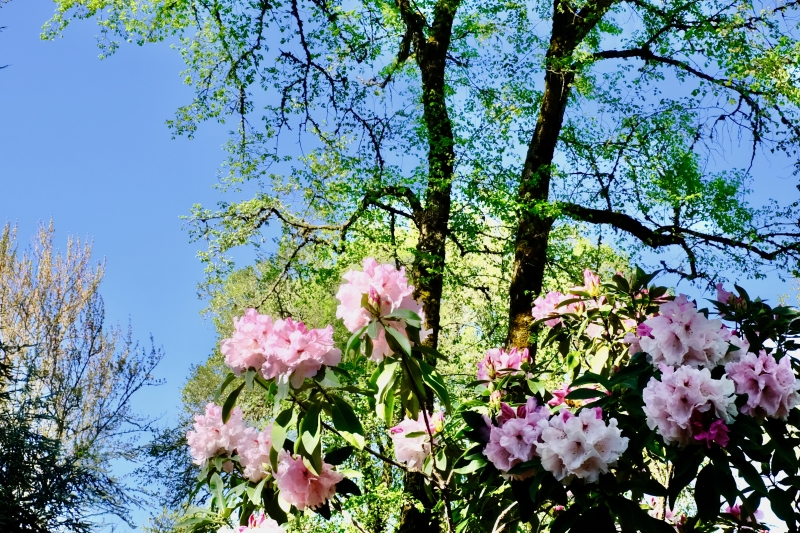pink rhododendron blossoms and green leaves on trees