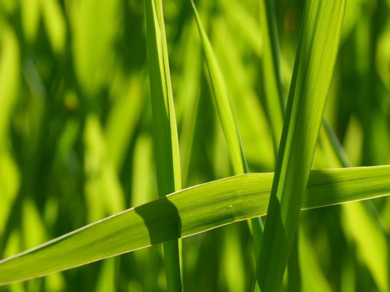 wide green blades of marsh grass
