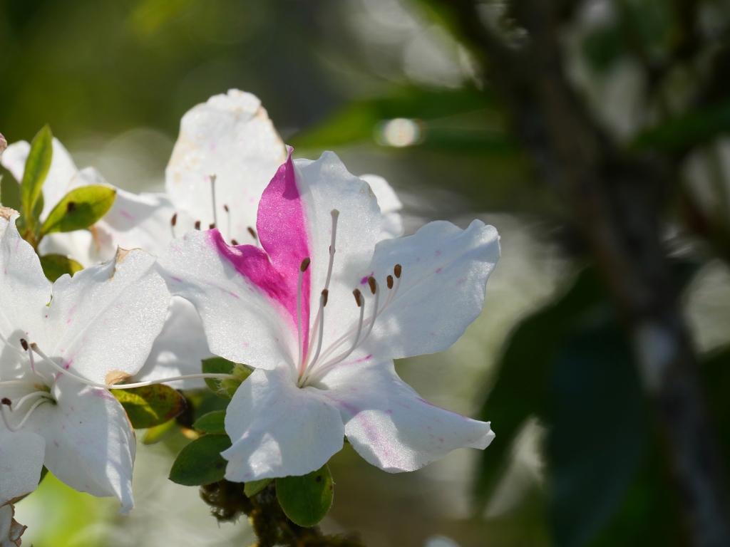pink and white azalea blossom