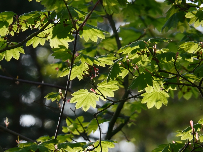 green vine maple leaves