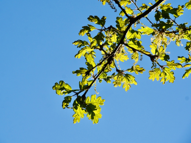 oregon white oak leaves in blue sky