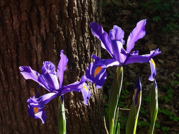 two purple iris flowers
